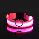 Coleira Led Nylon